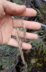 Bromus leptoclados