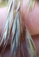 Bromus leptoclados