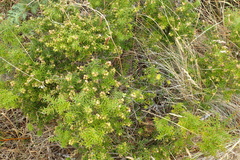 Leptecophylla oxycedrus