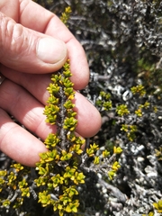 Coprosma fowerakeri
