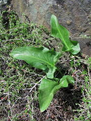 Arum korolkowii