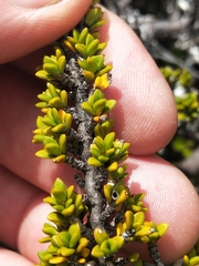 Coprosma fowerakeri