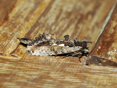 Spatalia duplius