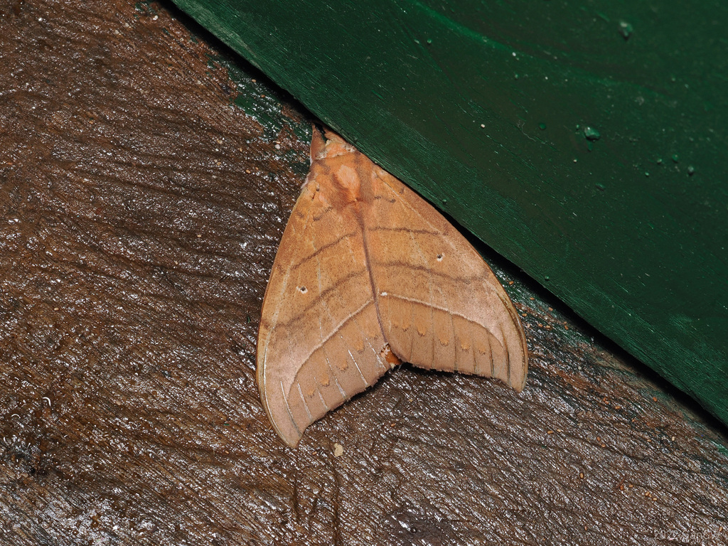 Gangarides rosea (Gangarides rosea)