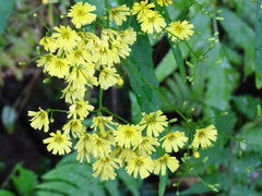 Ixeridium laevigatum