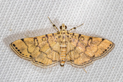 Lamprosema tampiusalis