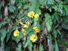 Ixeridium laevigatum