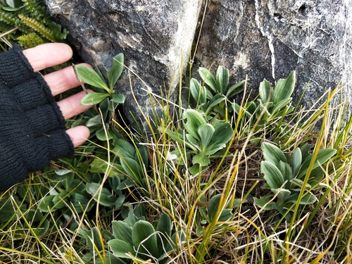 Image of Celmisia haastii by (c) Brett Sandford, some rights reserved (CC BY)