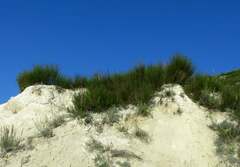 Artemisia salsoloides