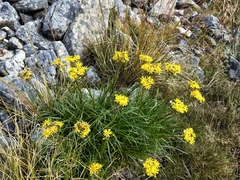 Dolichoglottis lyallii