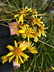 Dolichoglottis lyallii