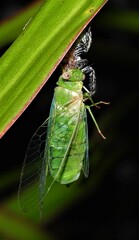 Chlorocysta vitripennis