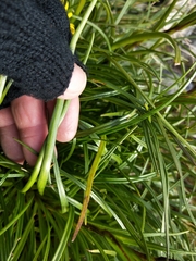 Dolichoglottis lyallii