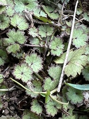 Hydrocotyle moschata
