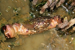 Myomenippe hardwickii