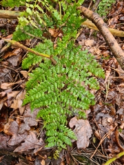 Dryopteris carthusiana