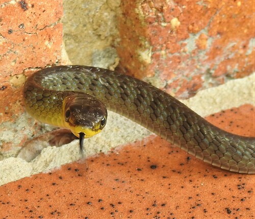 Common Tree Snake sighting