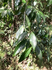 Pyrenaria microcarpa