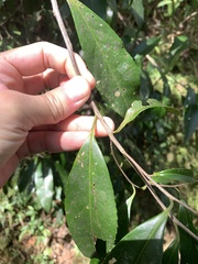 Pyrenaria microcarpa