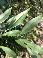 Pyrenaria microcarpa