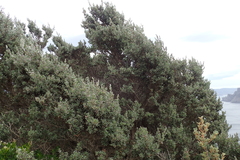 Leptospermum glaucescens