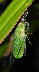 Chlorocysta vitripennis