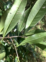 Pyrenaria microcarpa