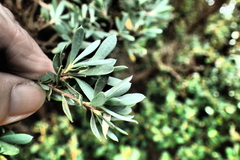 Leptospermum glaucescens