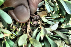 Leptospermum glaucescens