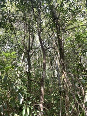 Pyrenaria microcarpa