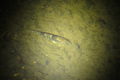 Glossogobius illimis