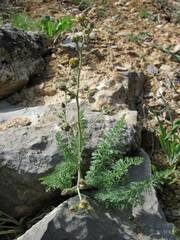 Biebersteinia multifida