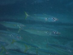 Scomber australasicus