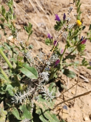 Leysera gnaphalodes
