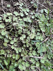 Hydrocotyle moschata