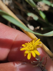 Leysera gnaphalodes