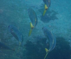 Scomber australasicus