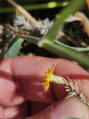 Leysera gnaphalodes