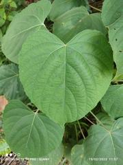 Clerodendrum villosum