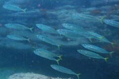 Scomber australasicus