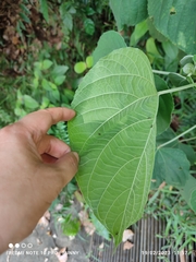 Clerodendrum villosum