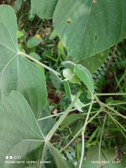 Clerodendrum villosum
