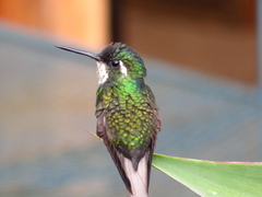 Lampornis castaneoventris