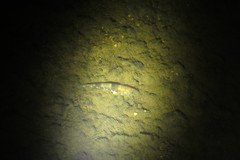 Glossogobius illimis