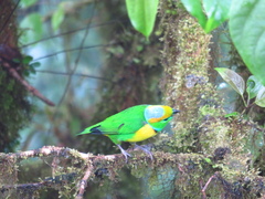 Chlorophonia callophrys