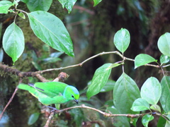Chlorophonia callophrys