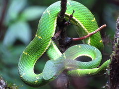 Bothriechis lateralis