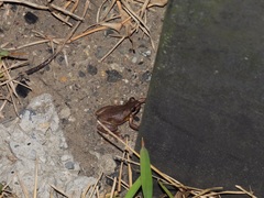 Litoria quiritatus