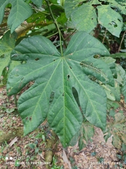 Cola gigantea