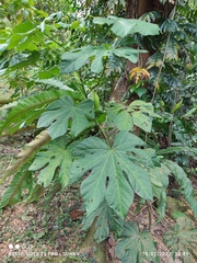 Cola gigantea